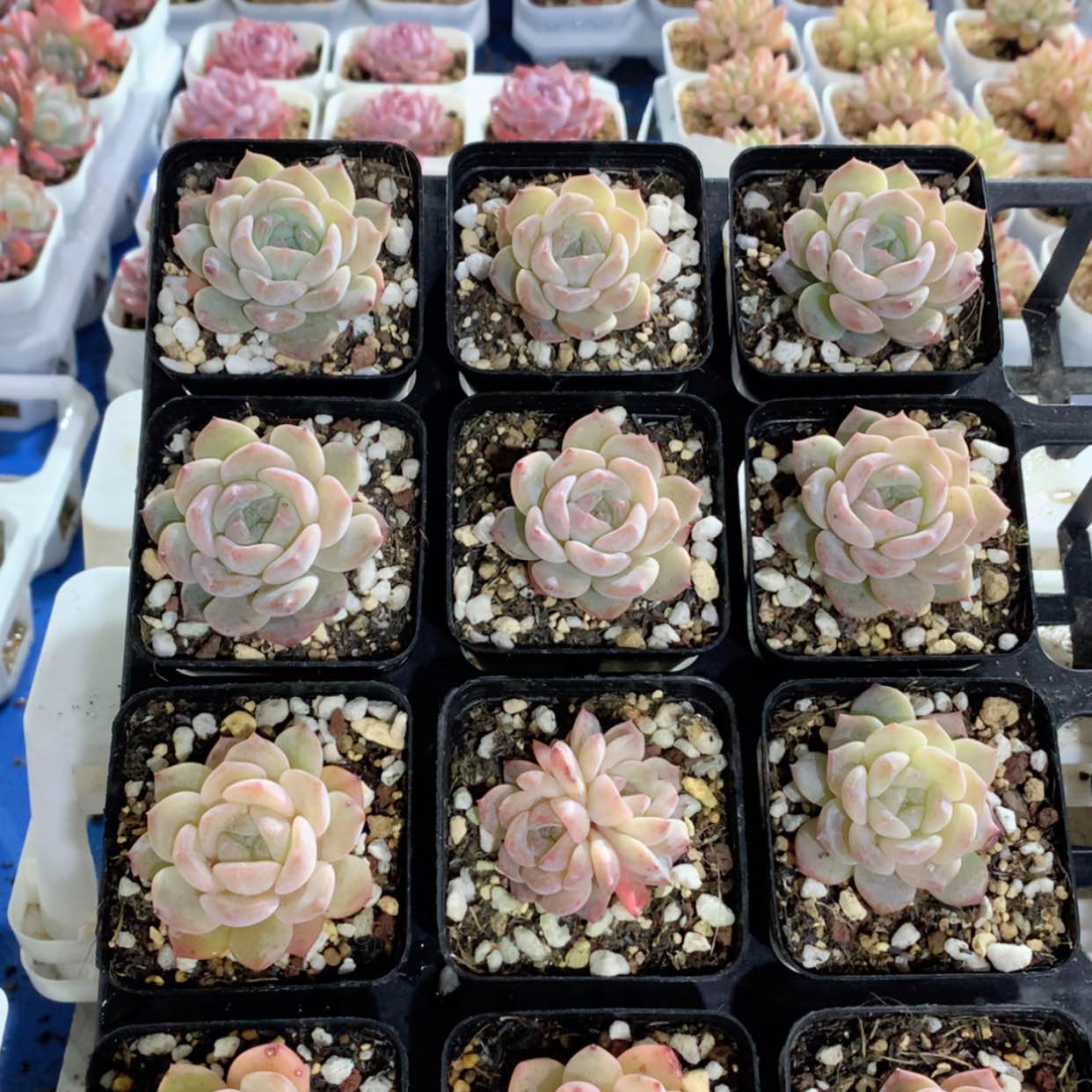 【闪购商品】黛玉福利