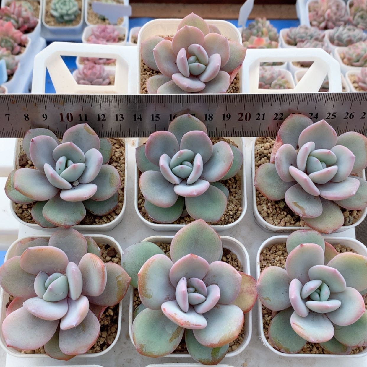 【闪购商品】抹茶福利