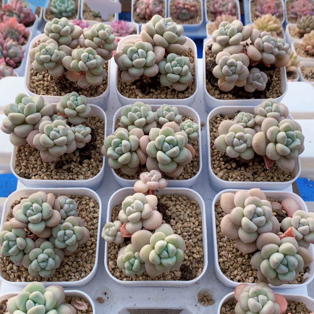 【闪购商品】泡泡糖群福利