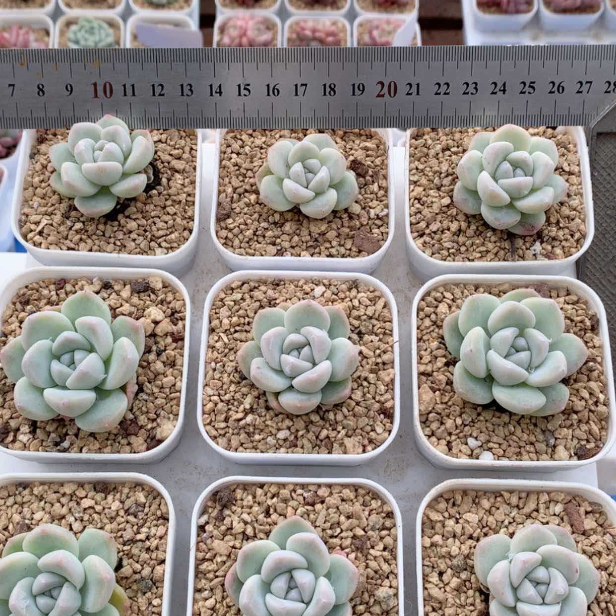 【闪购商品】冰玉福利