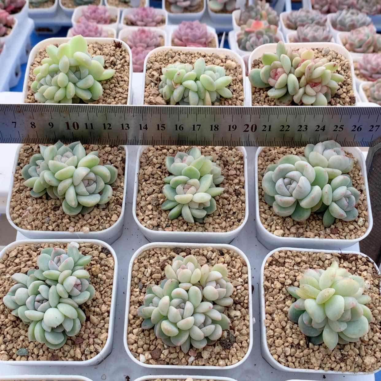 【闪购商品】白仙子群福利
