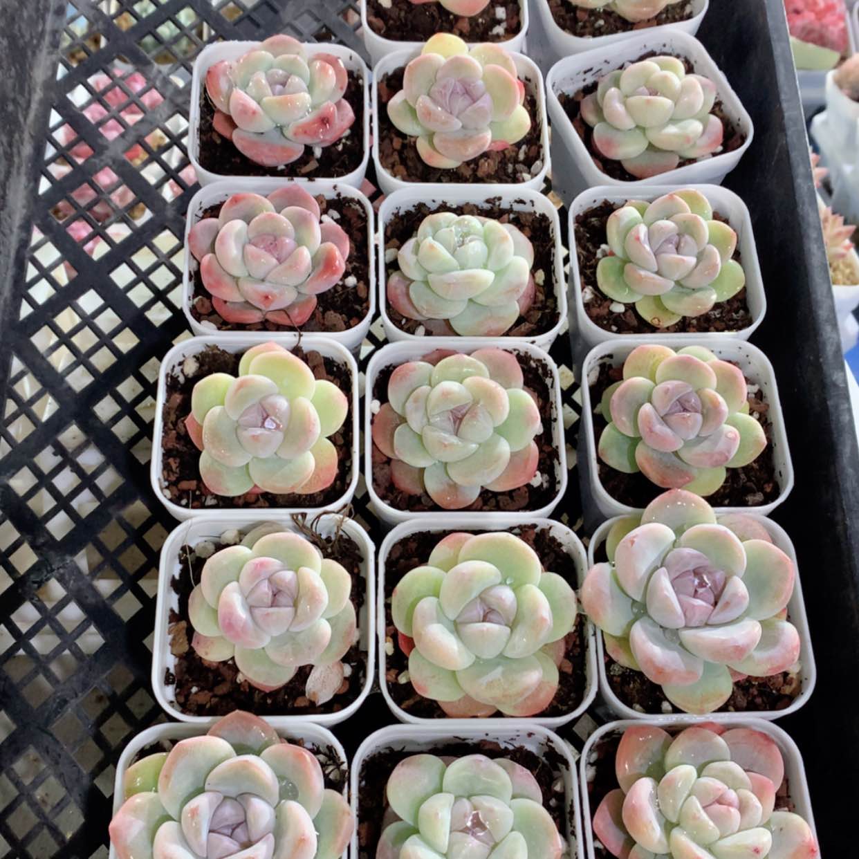 【闪购商品】1号冰玉单头福利