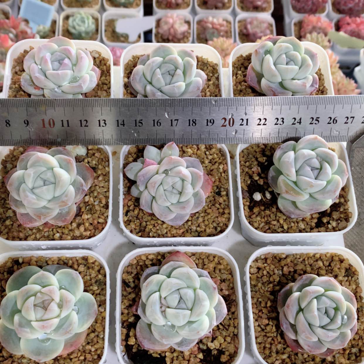 【闪购商品】雪媚娘福利