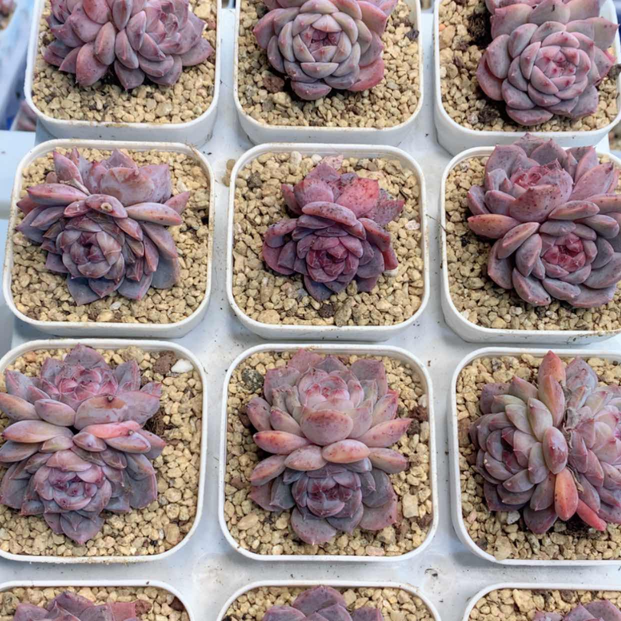 【闪购商品】原始冰魄双头福利