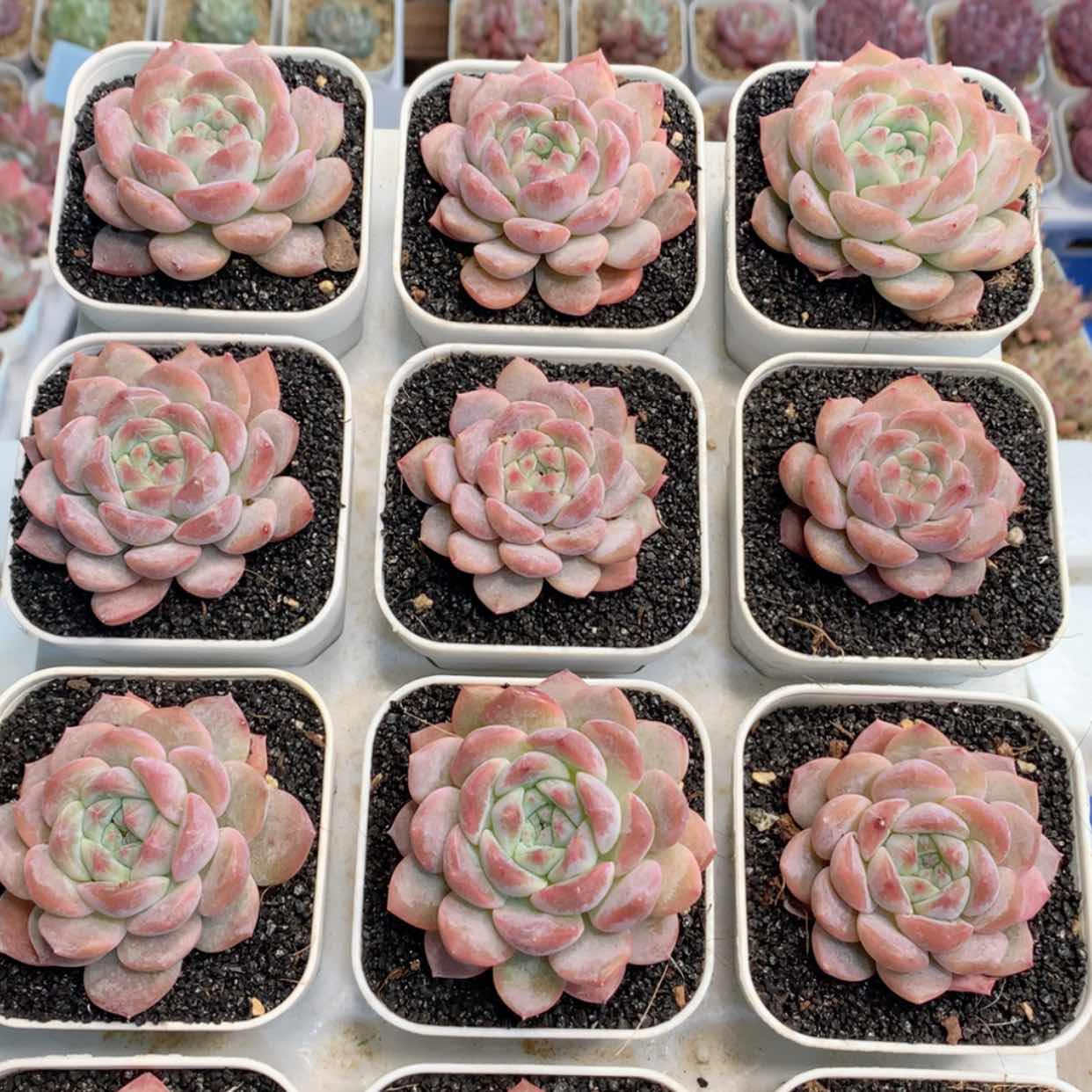 【闪购商品】灯泡琥珀福利
