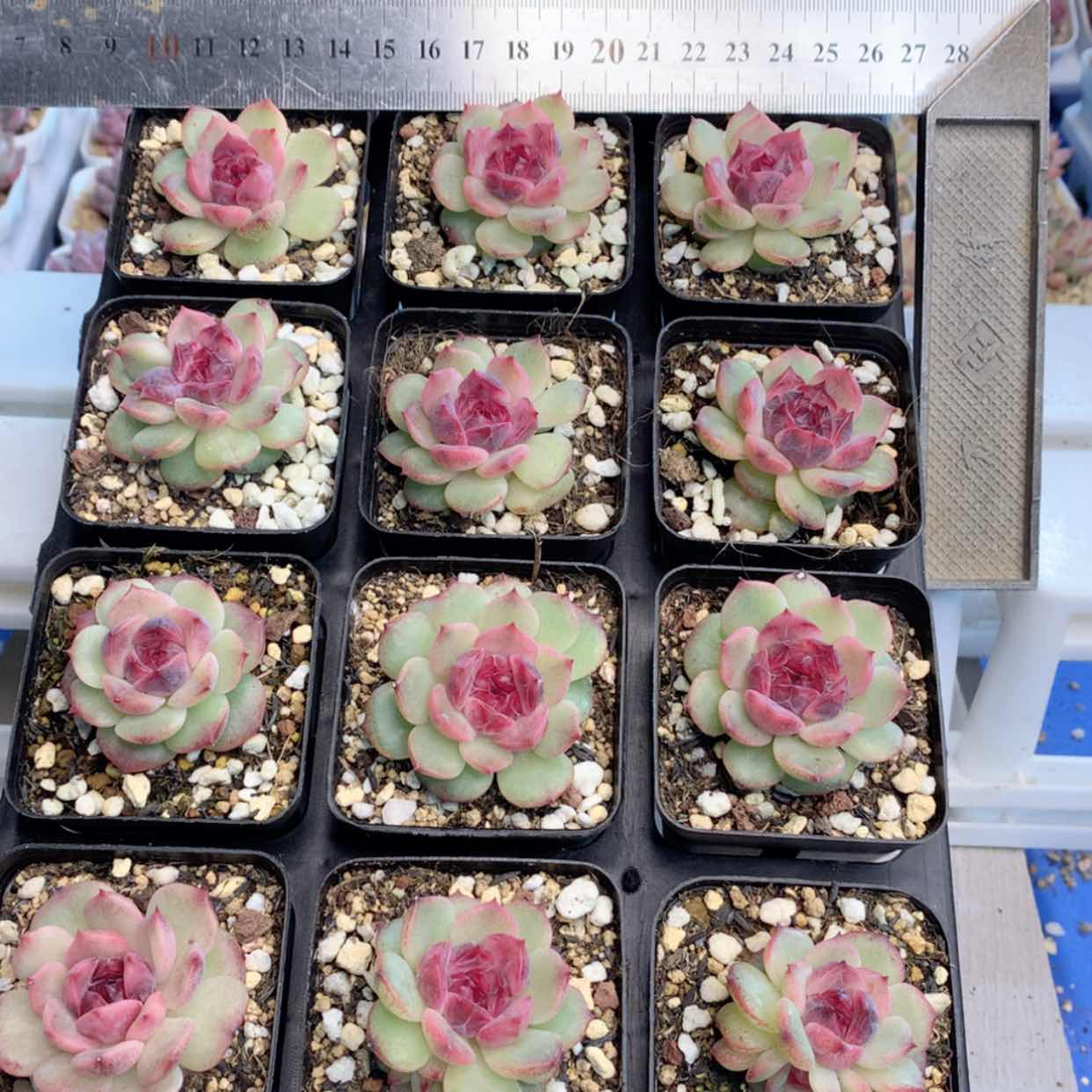 【闪购商品】光芒珍妮福利