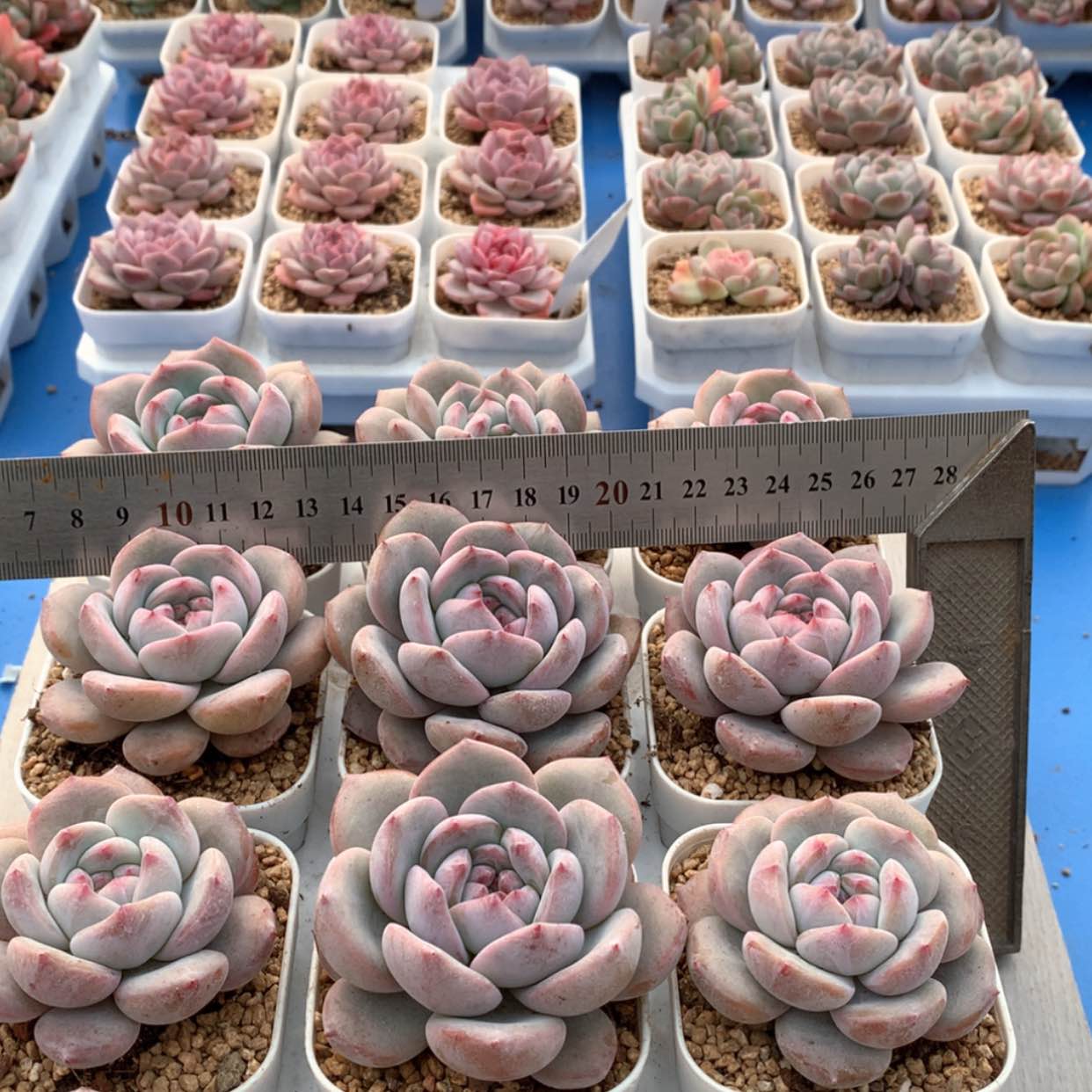 【闪购商品】星影福利多肉