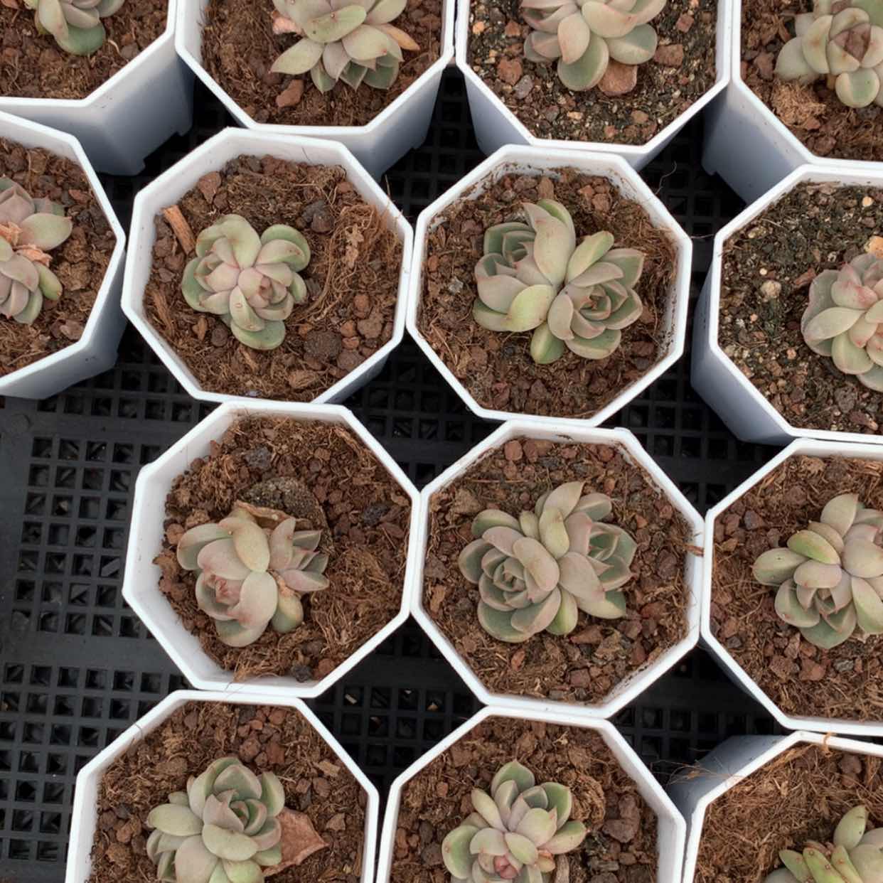 【闪购商品】莱拉珍妮双头福利多肉