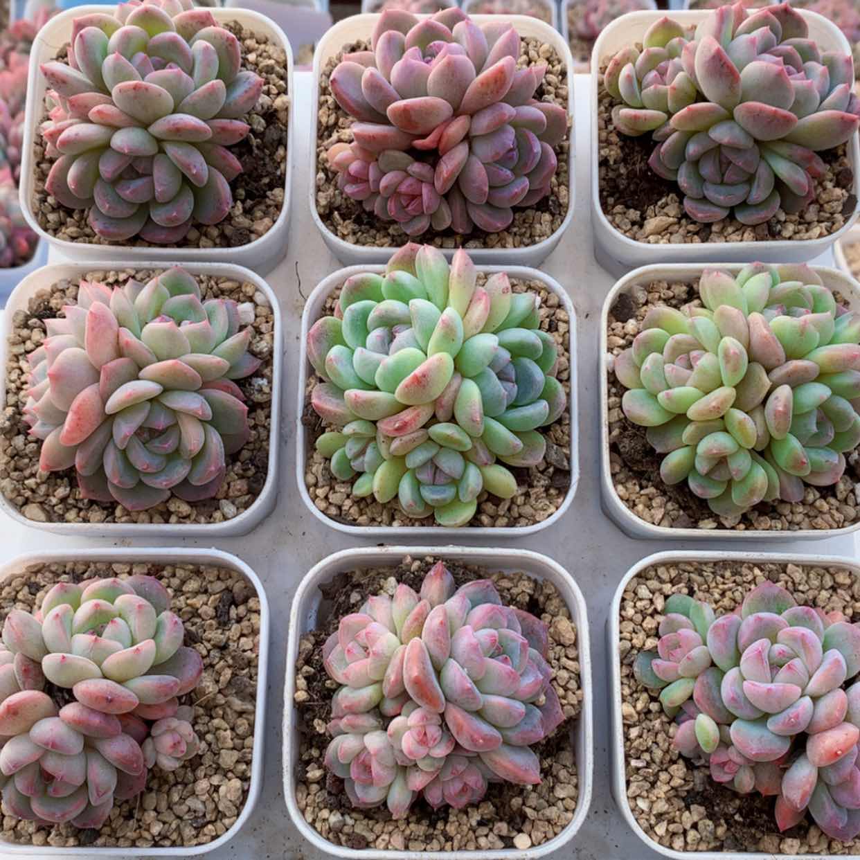 【闪购商品】刚毅群福利
