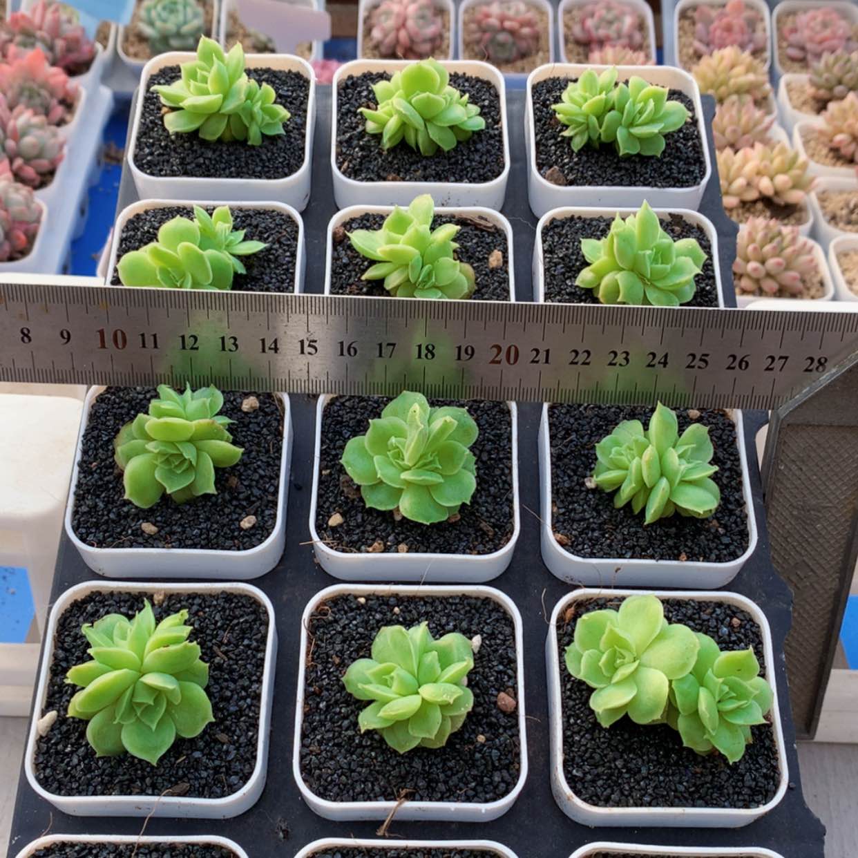 【闪购商品】水晶虾饺双头群福利