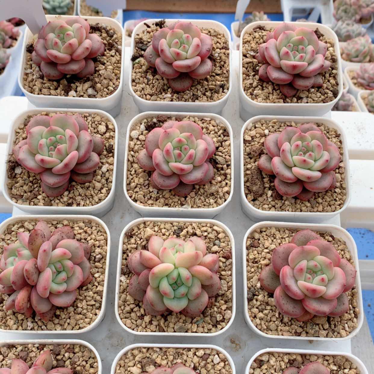 【闪购商品】凌雪福利