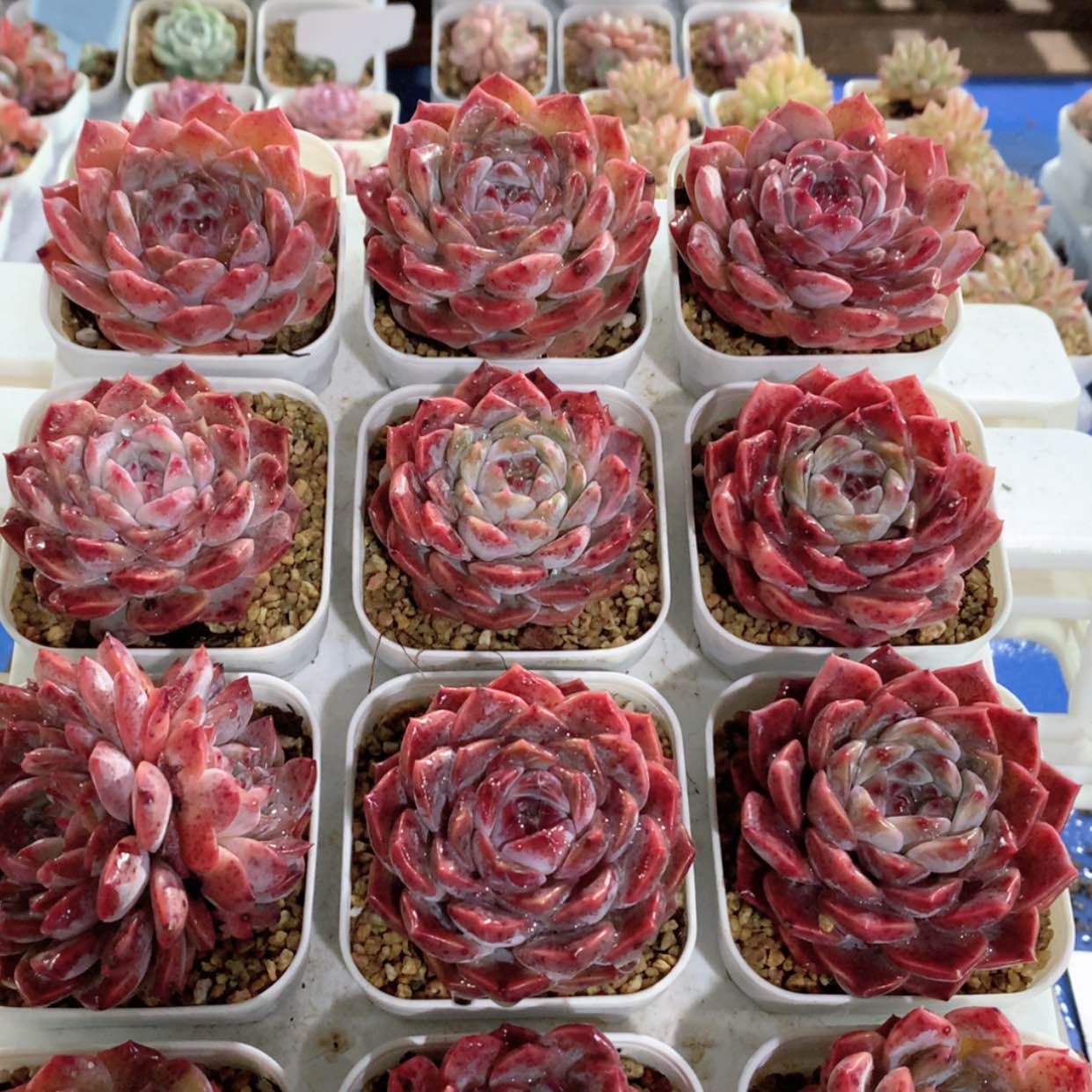 【闪购商品】草莓冰沙福利多肉