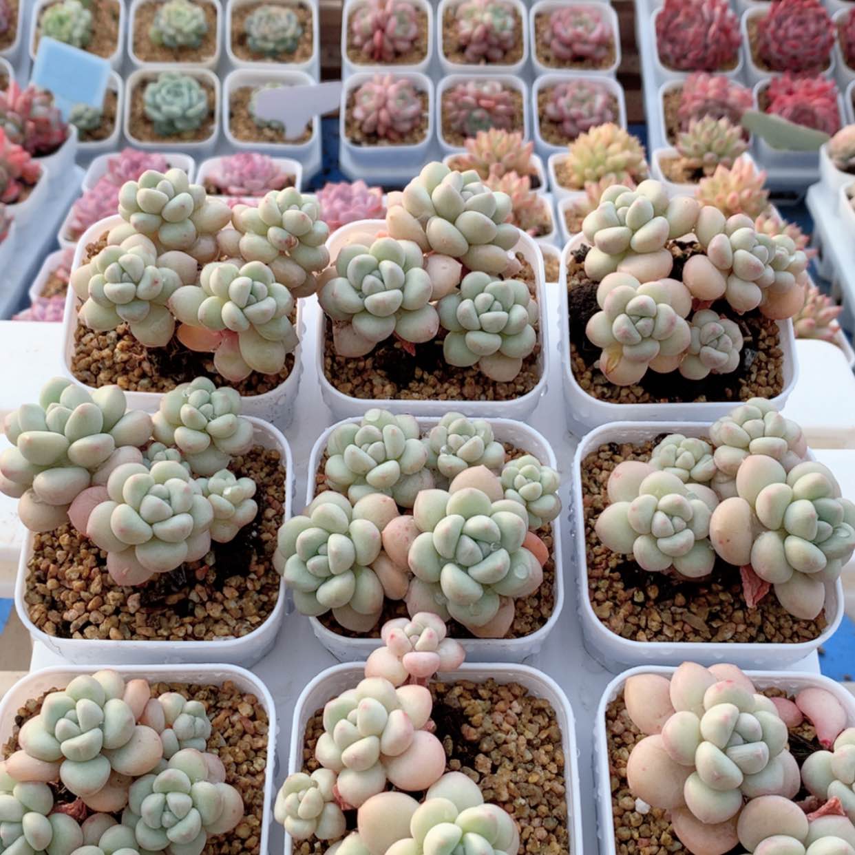 【闪购商品】泡泡糖群福利