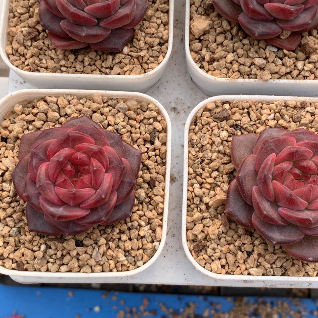 【闪购商品】天使珍妮福利