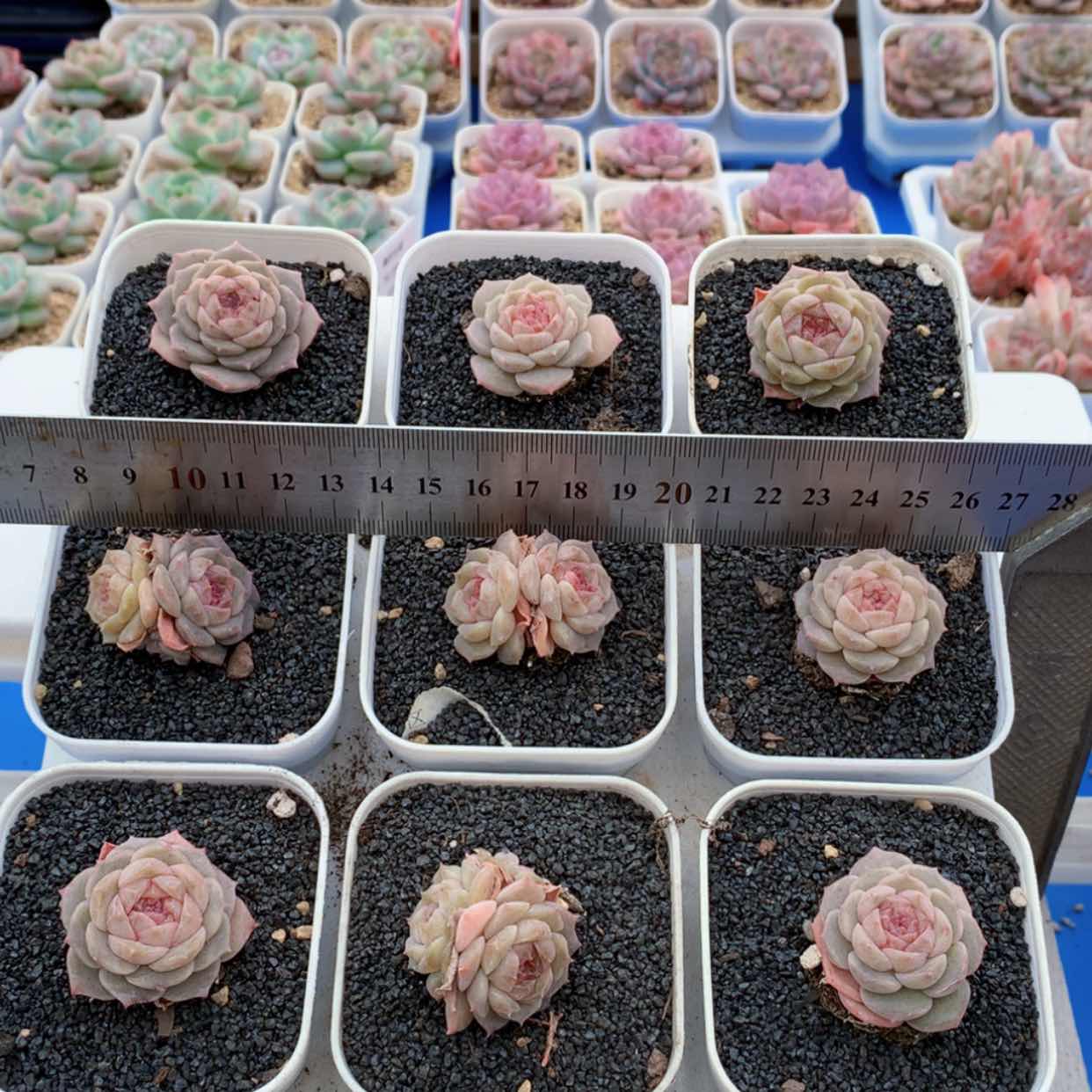 【闪购商品】糖心福利