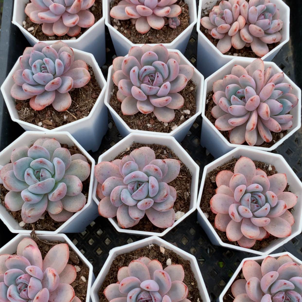 【闪购商品】星星雪福利