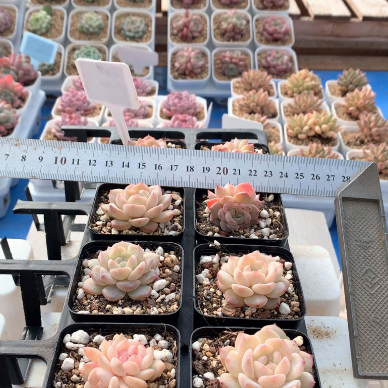 【闪购商品】黛玉福利