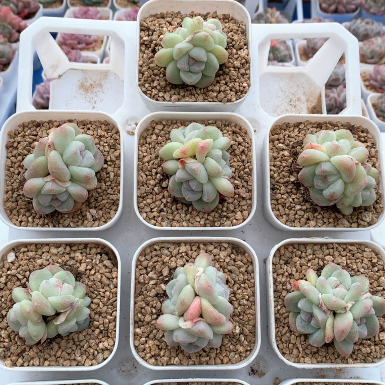 【闪购商品】冰玉群福利