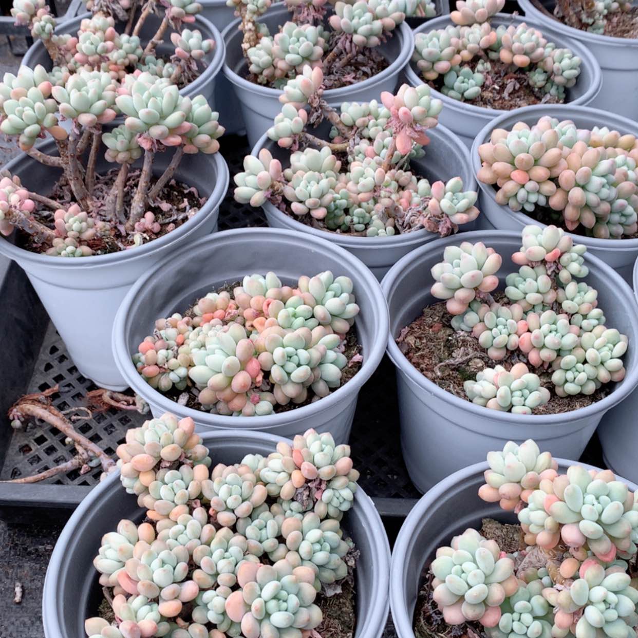 【闪购商品】鱼子酱群福利