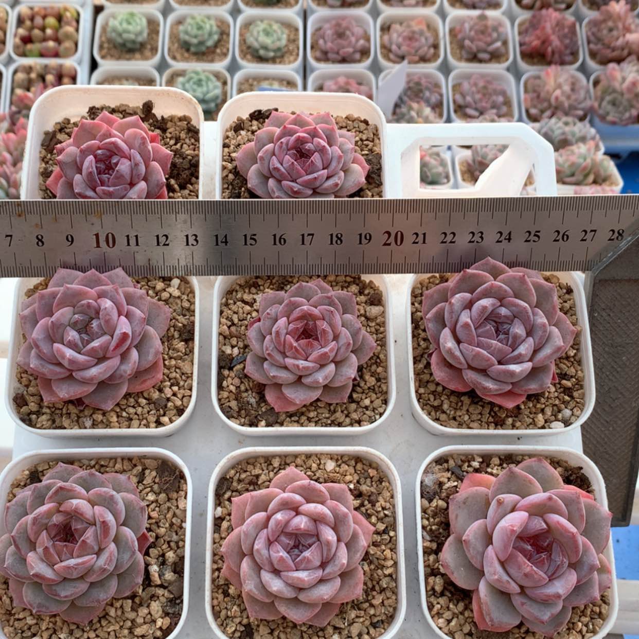 【闪购商品】星河福利