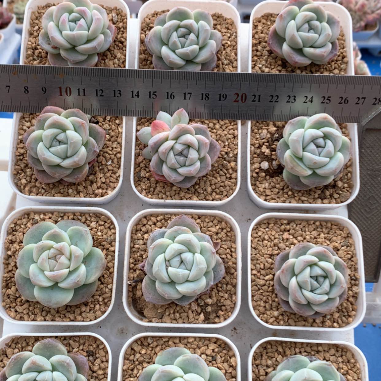 【闪购商品】雪媚娘福利