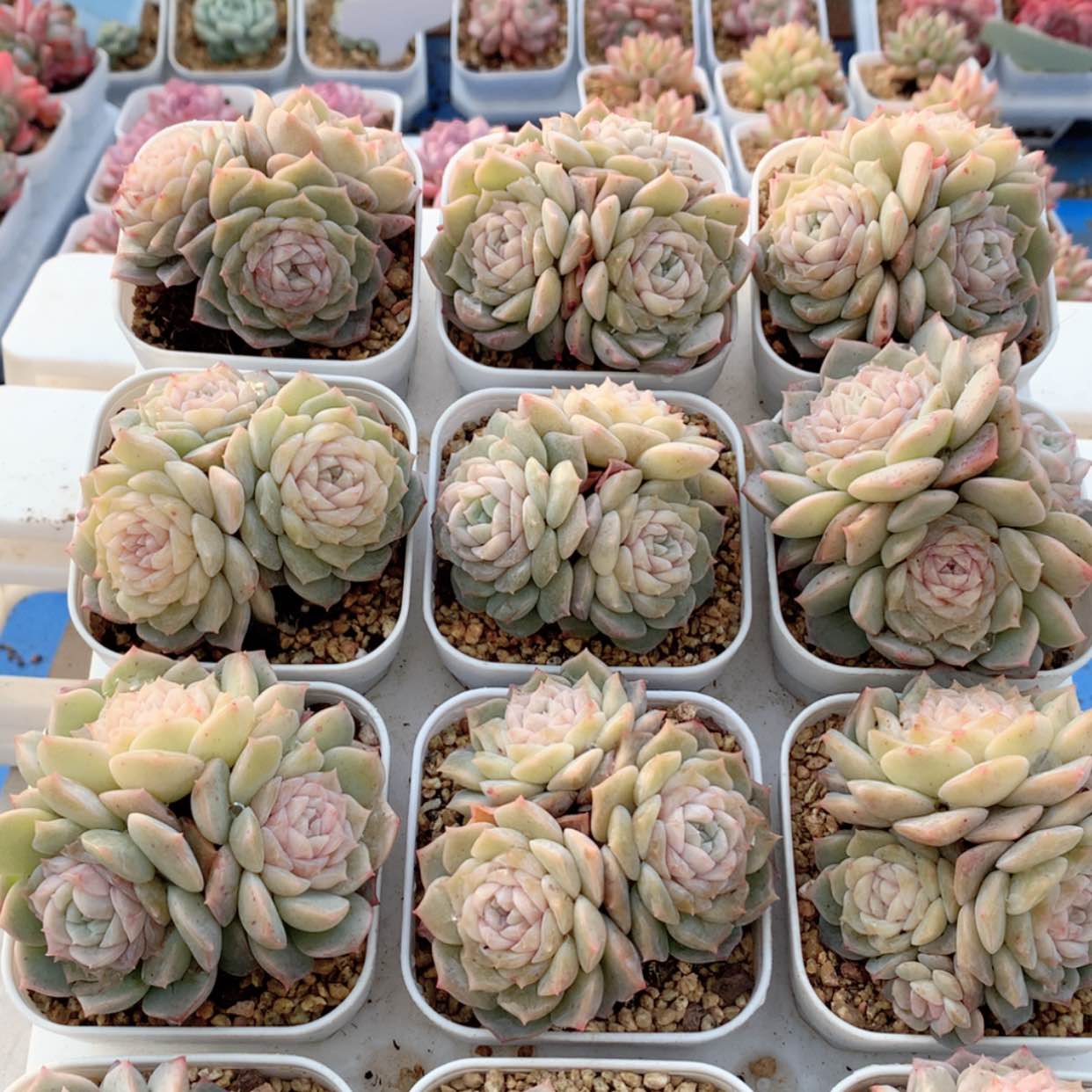 【闪购商品】纯爱群福利