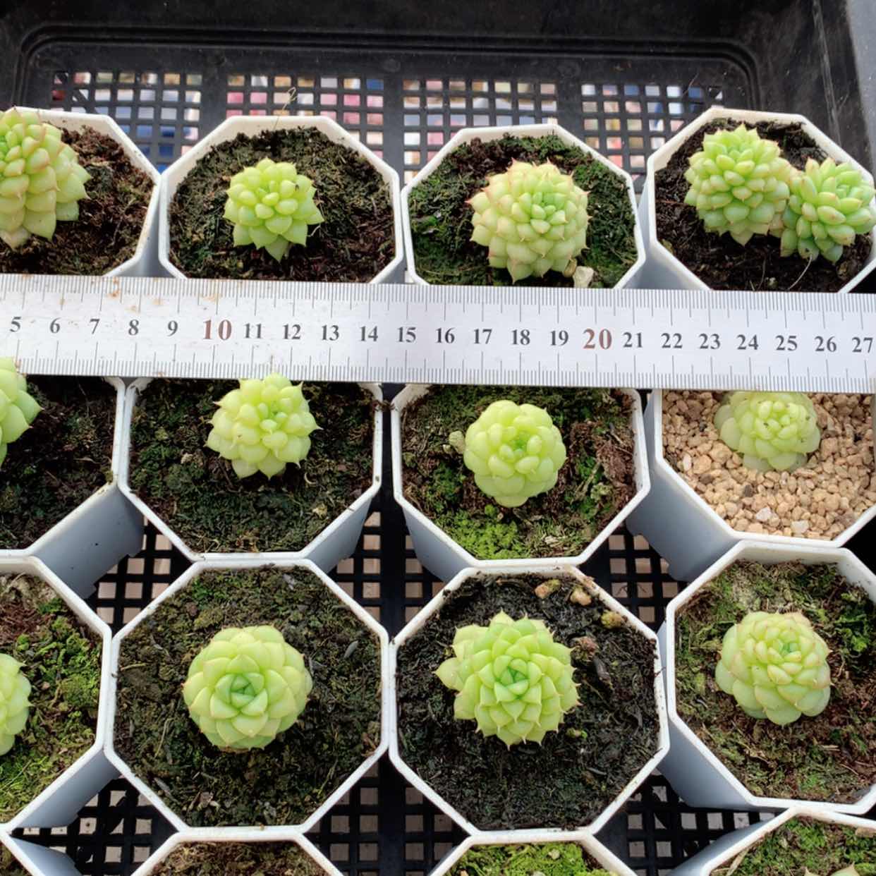 【闪购商品】绿水鬼福利