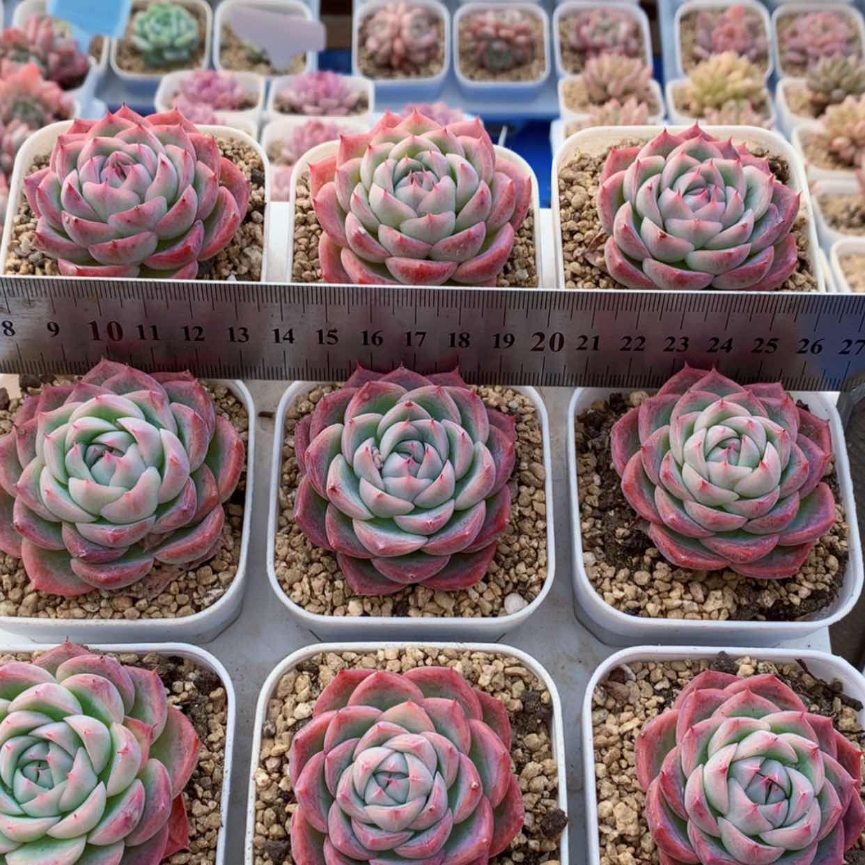 【闪购商品】粉水晶福利
