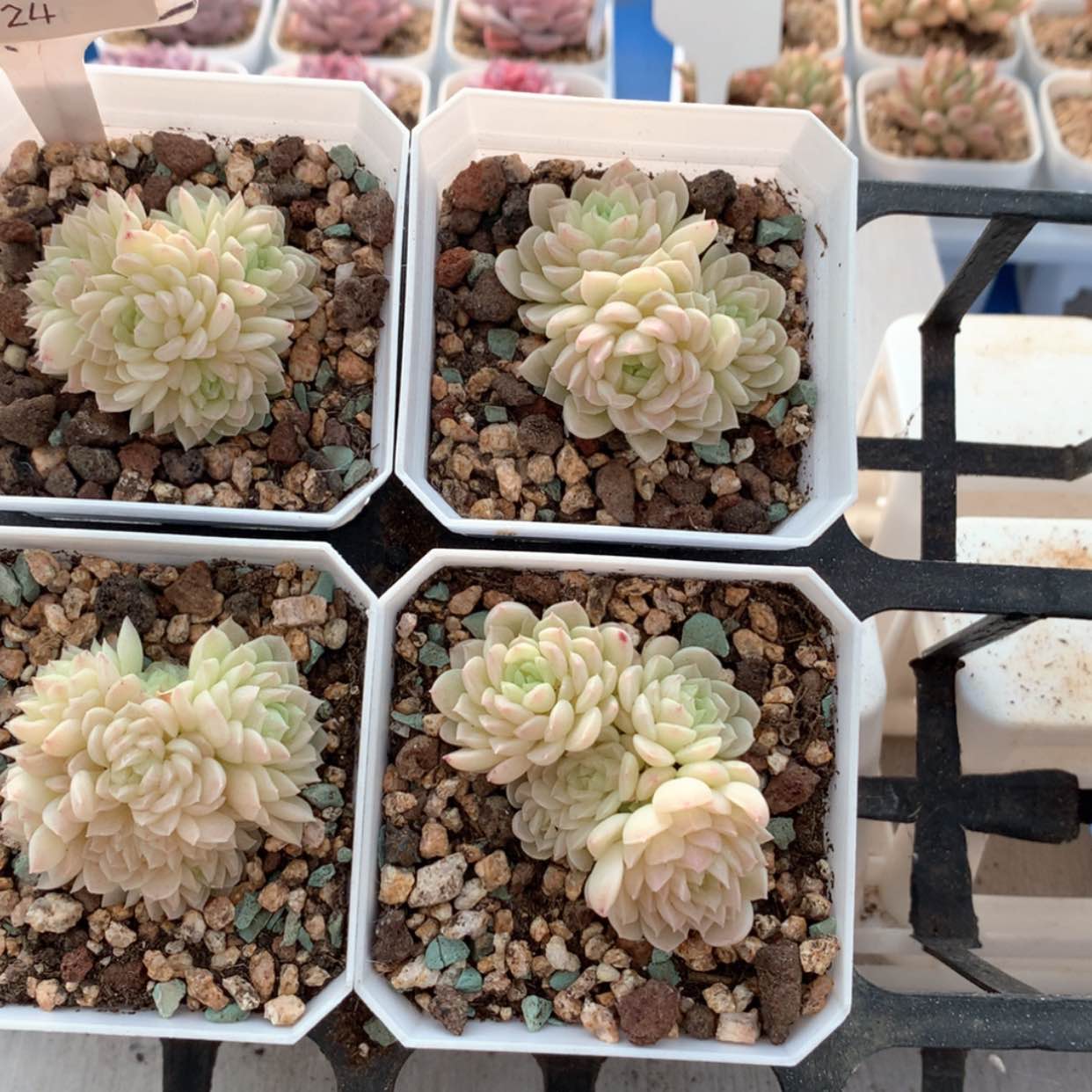 【闪购商品】雪绣球福利