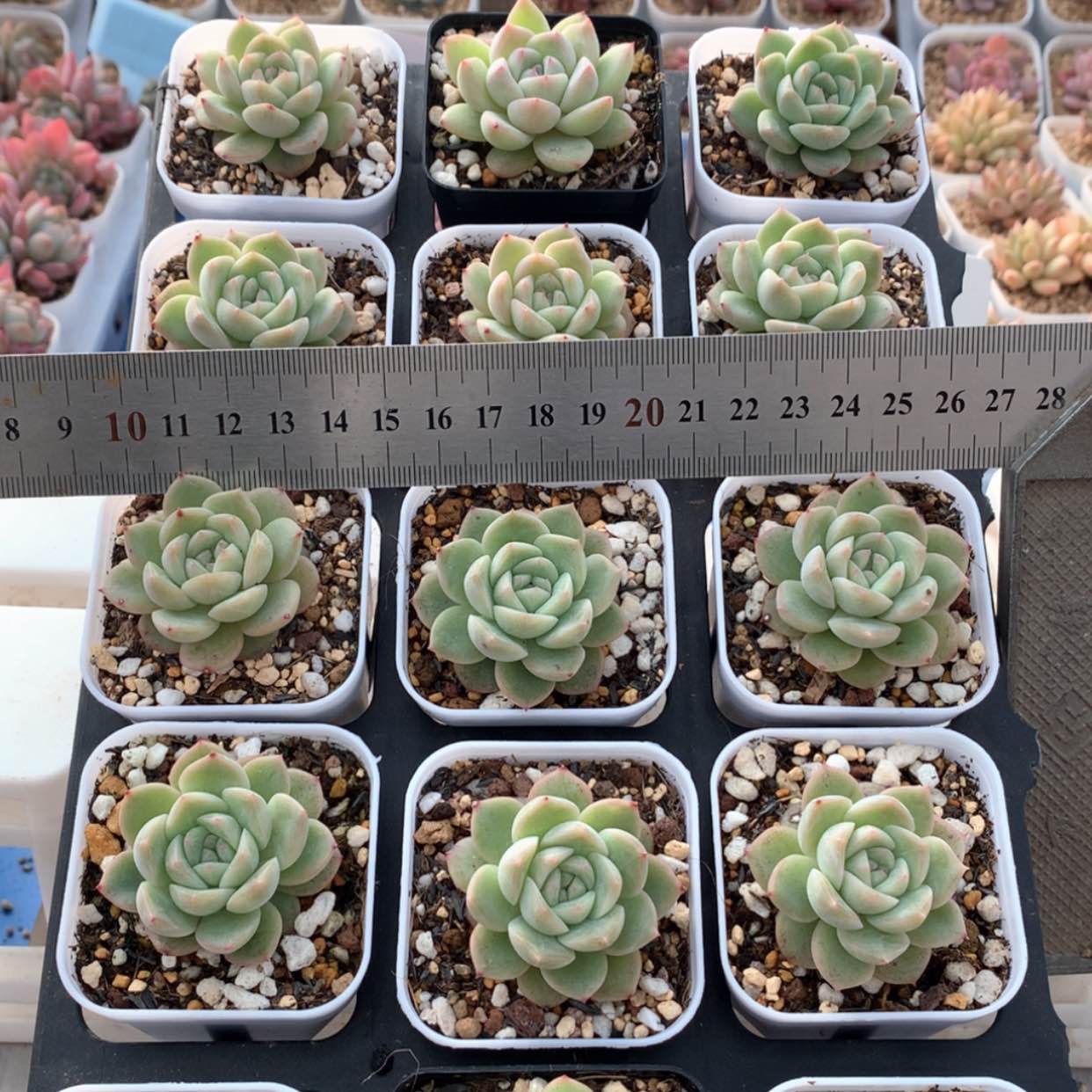 【闪购商品】干冰福利