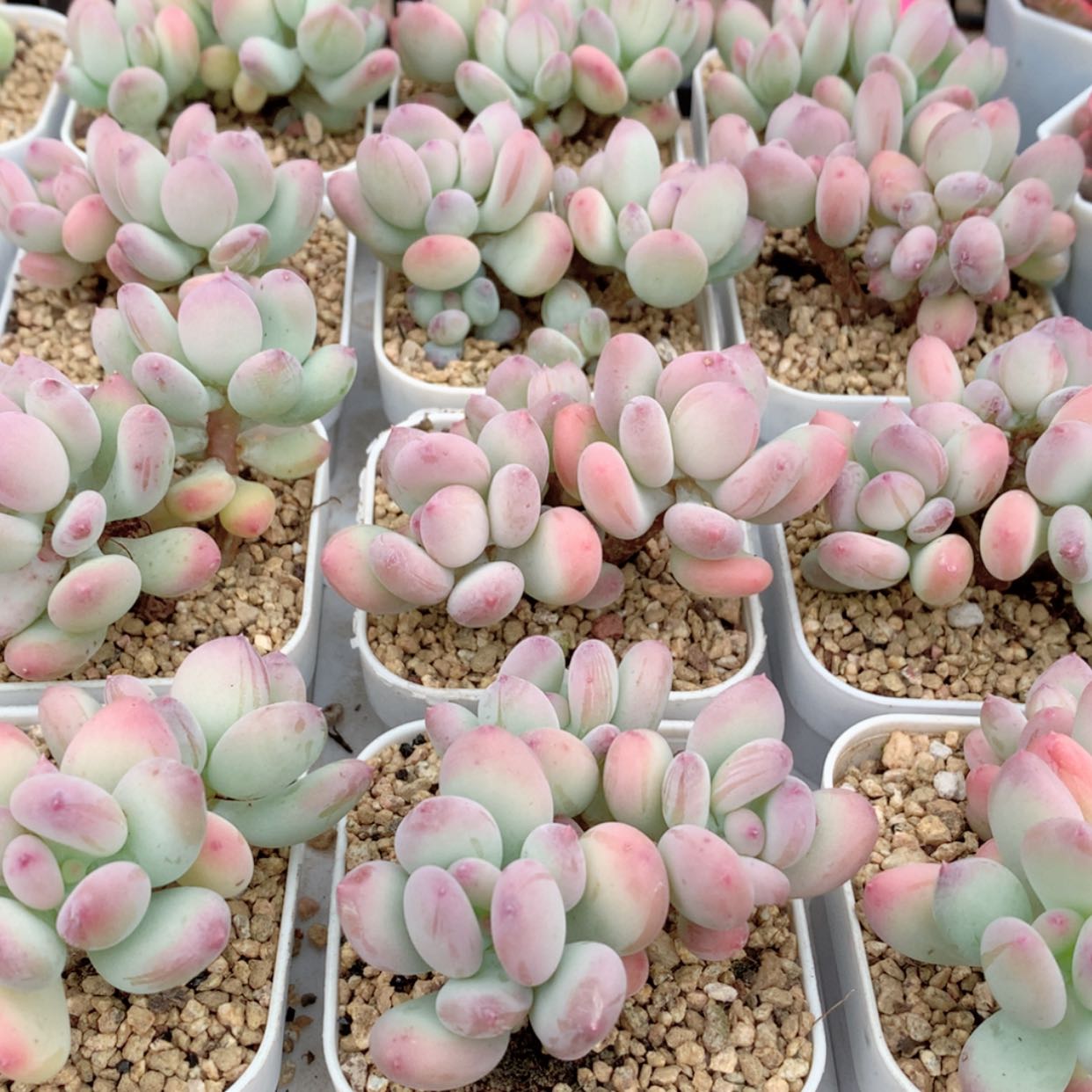 【闪购商品】苹果奶群福利多肉