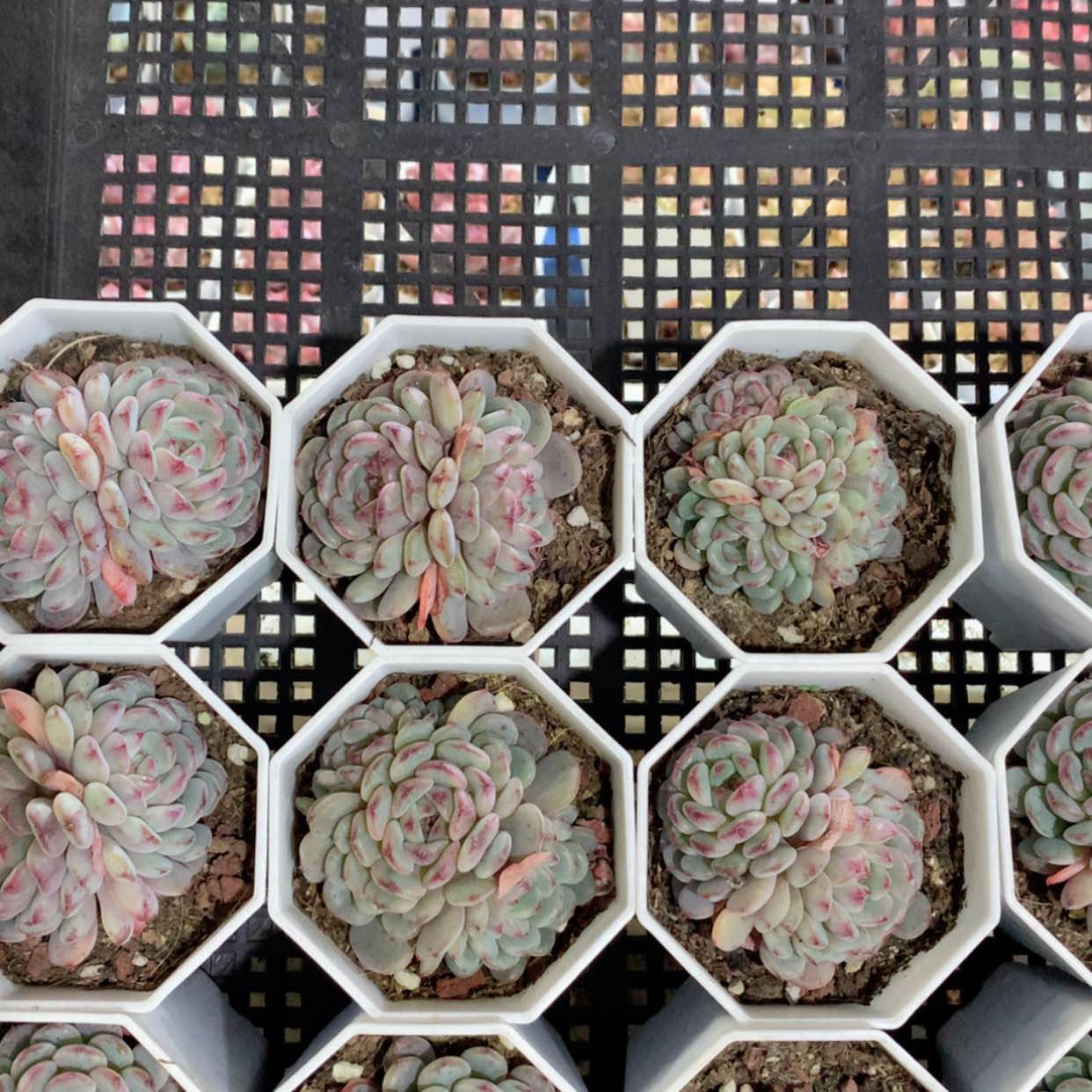 【闪购商品】白胖子双头群福利