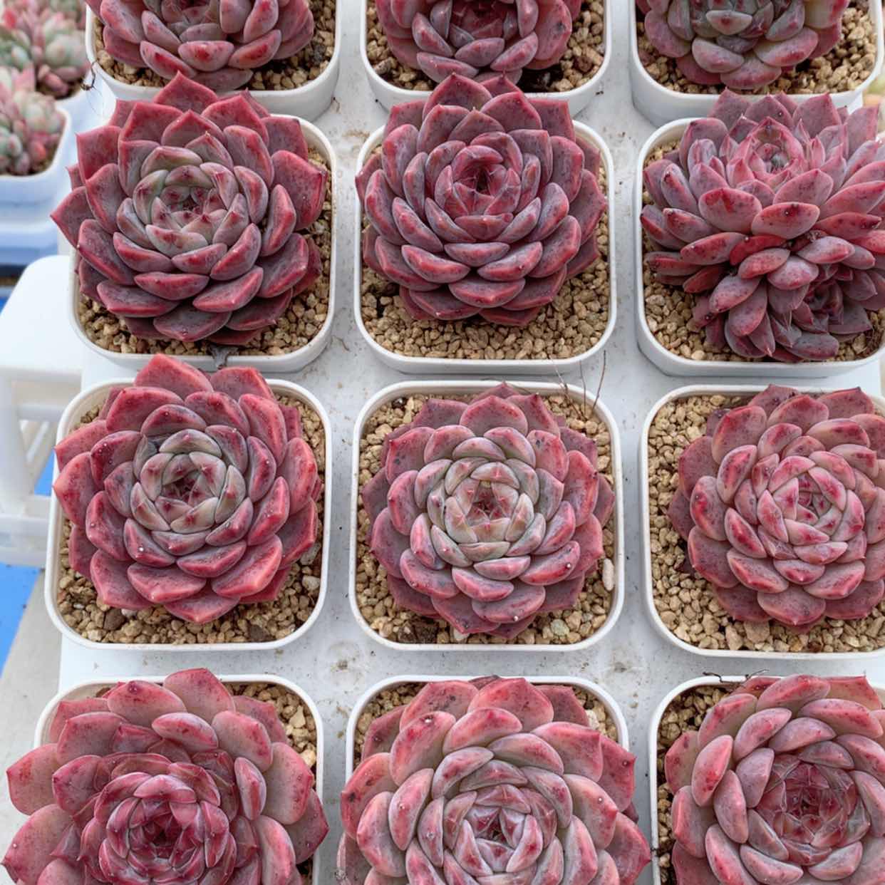 【闪购商品】草莓冰沙福利
