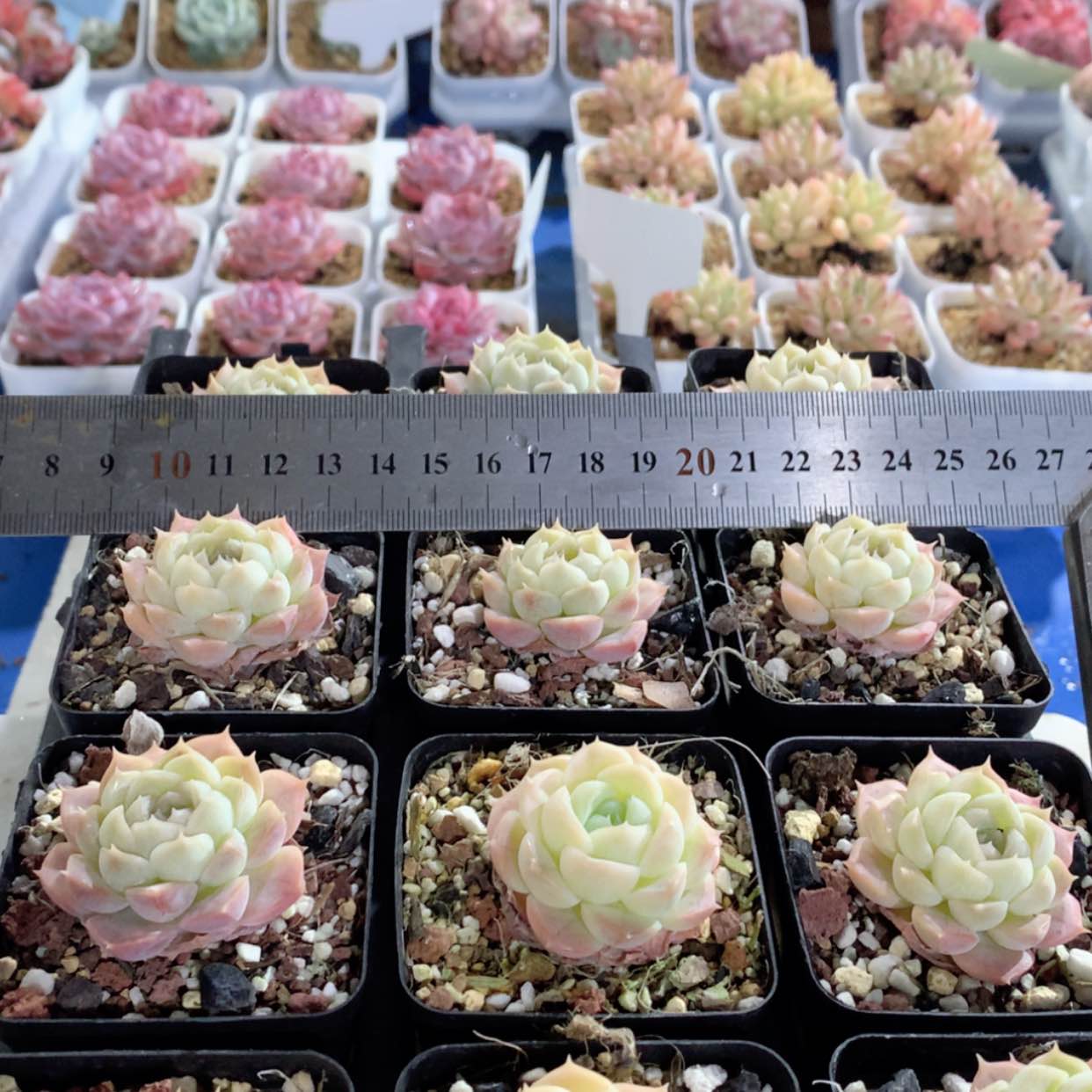 【闪购商品】许愿池单头福利