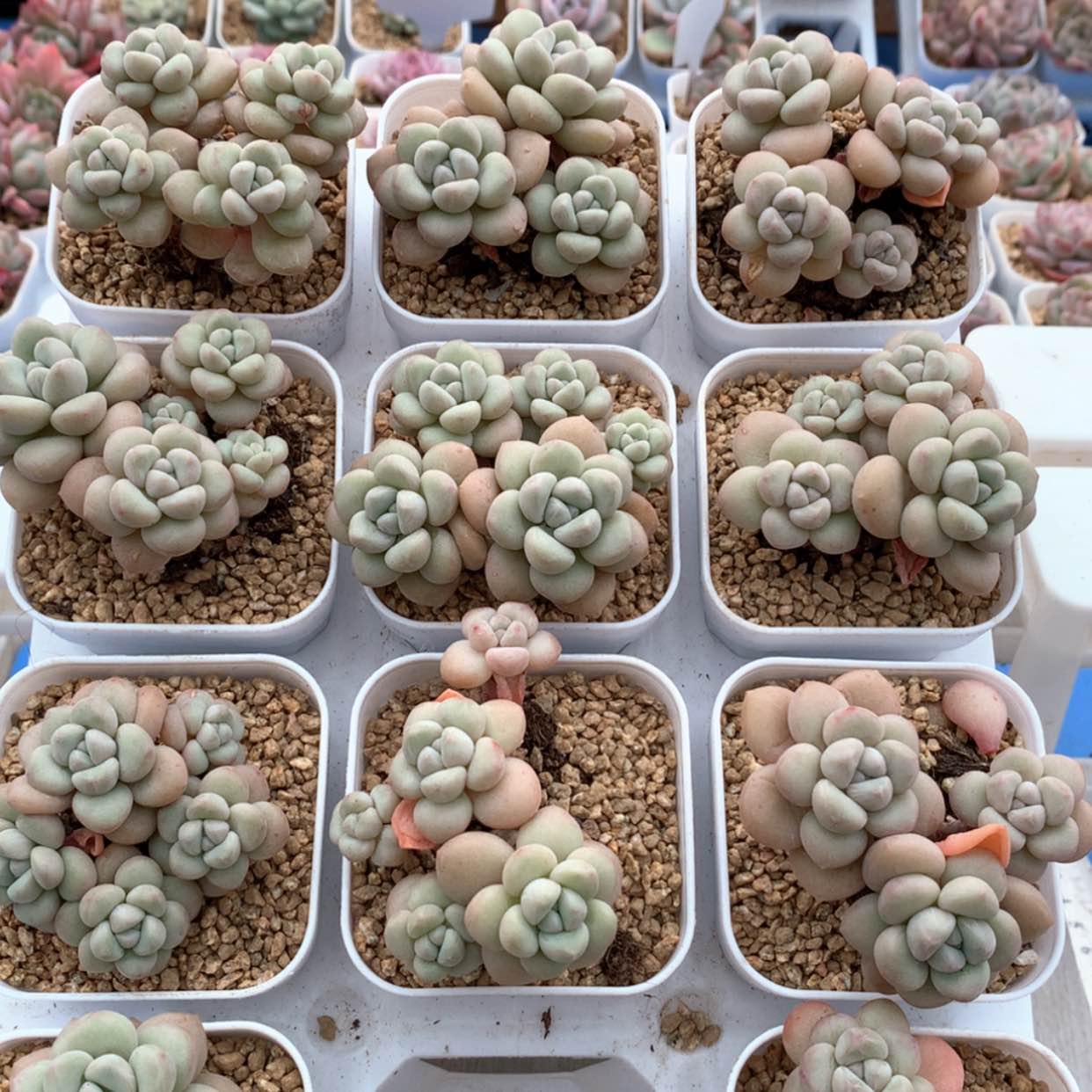 【闪购商品】泡泡糖群福利
