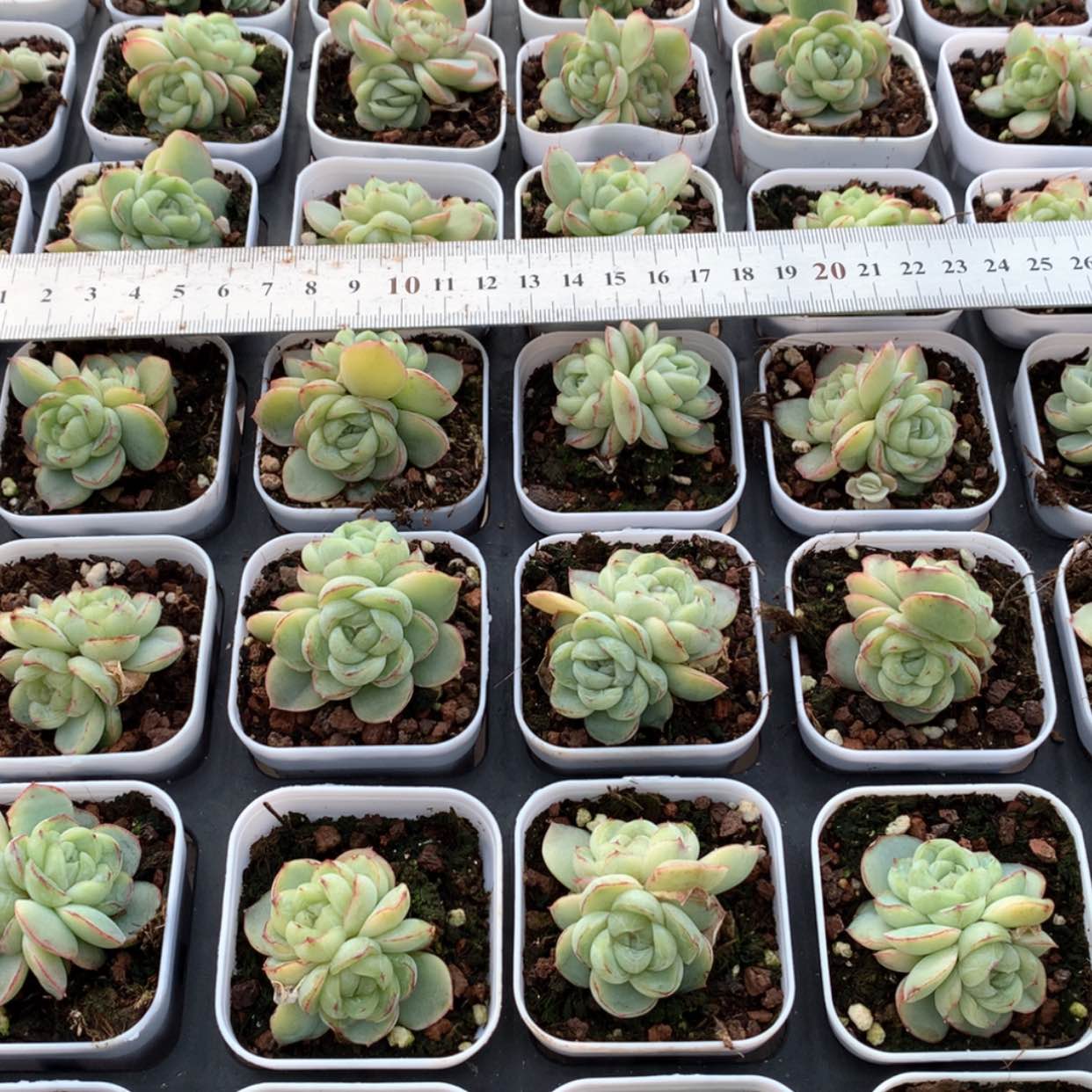 【闪购商品】胖虎双头群福利