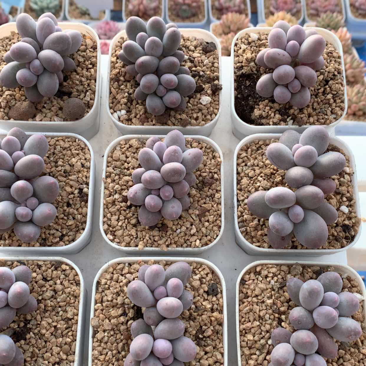 【闪购商品】汤圆福利