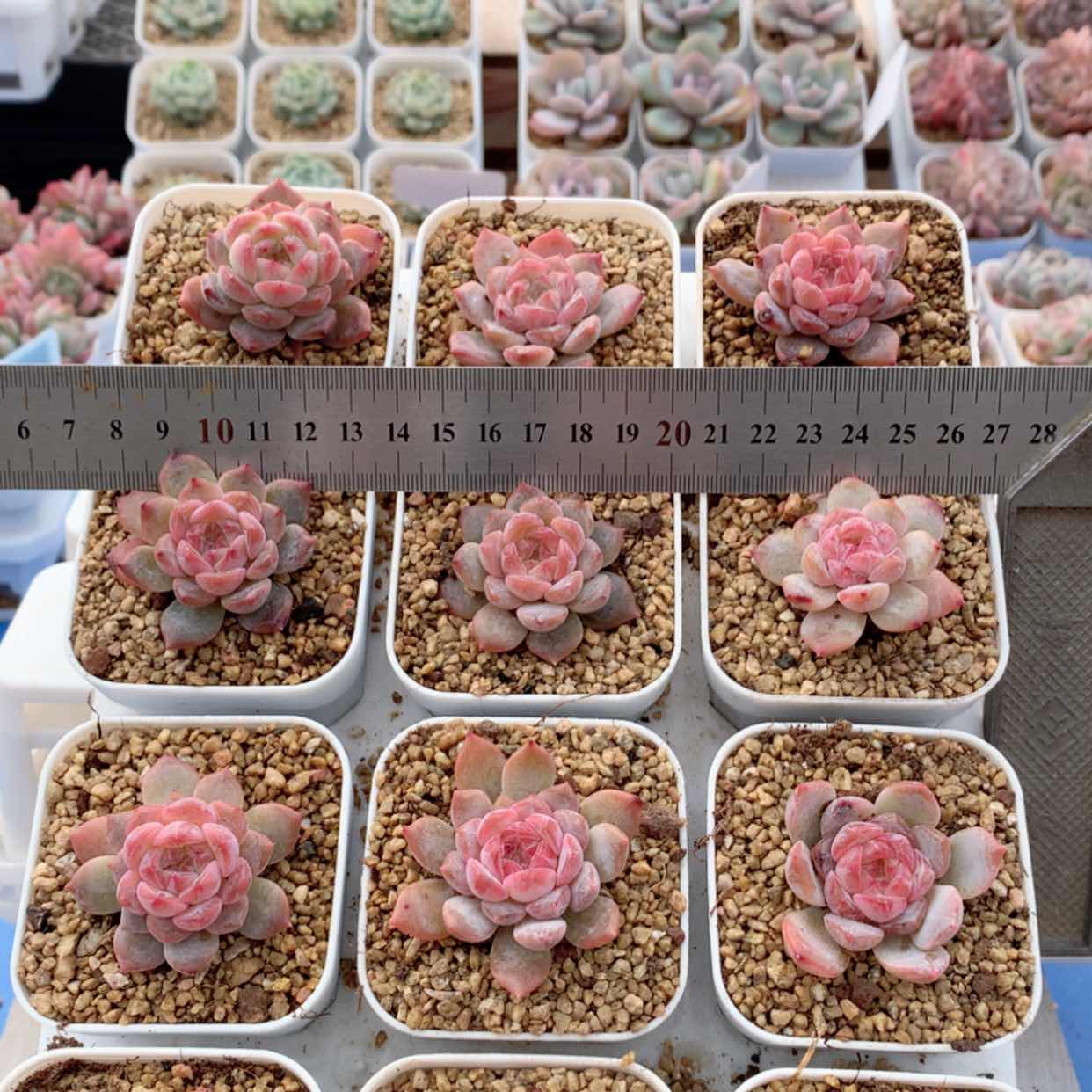 【闪购商品】琥珀优选福利