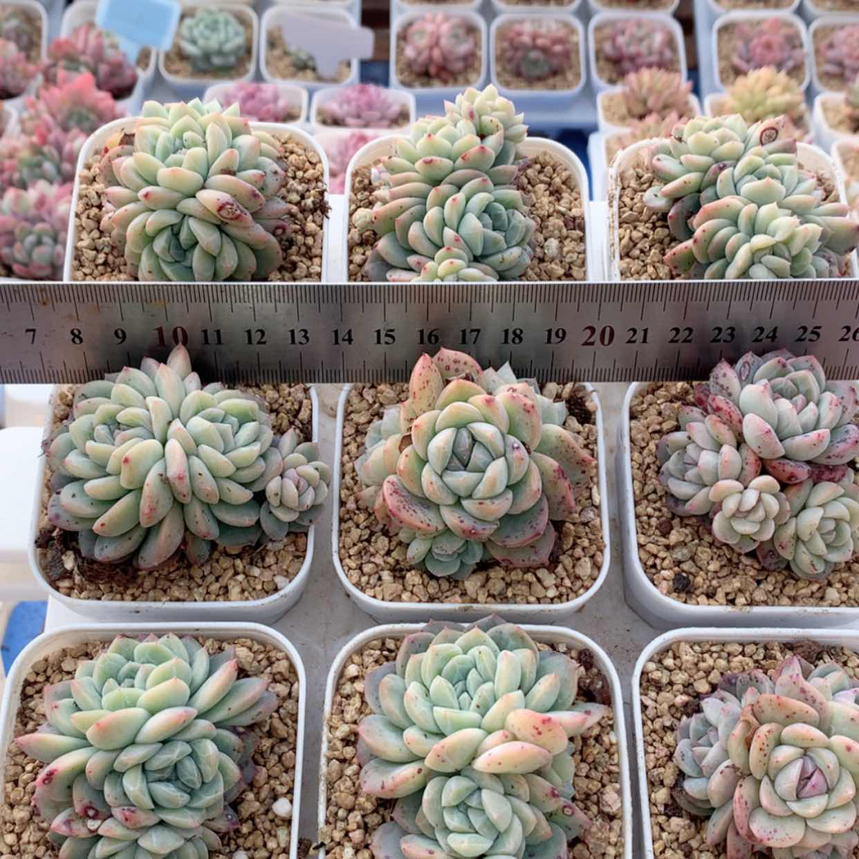 【闪购商品】钻石凝露群福利