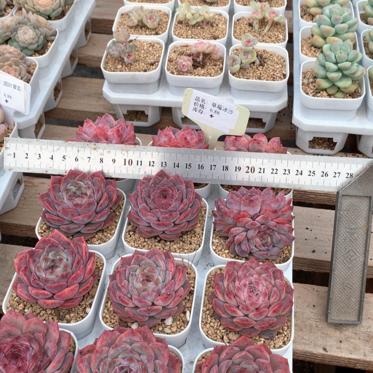 【闪购商品】草莓冰沙福利