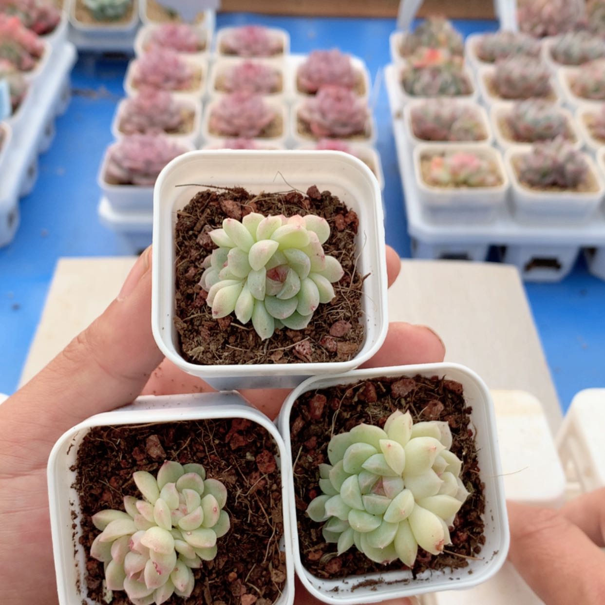 【闪购商品】财富密码群