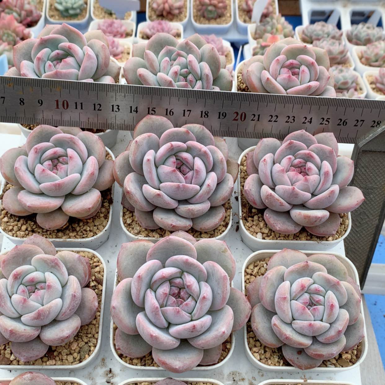 【闪购商品】星影福利