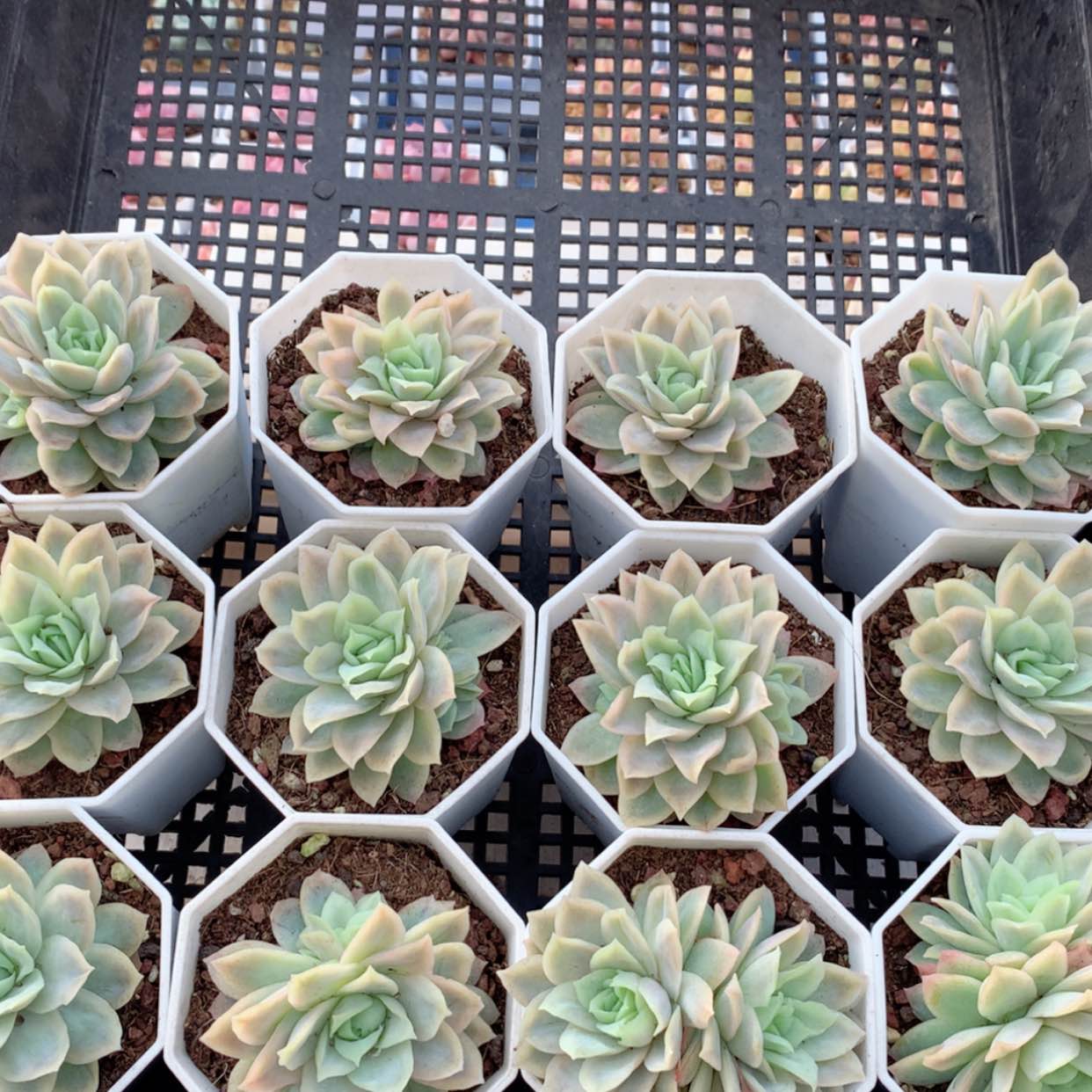 【闪购商品】冰片锦