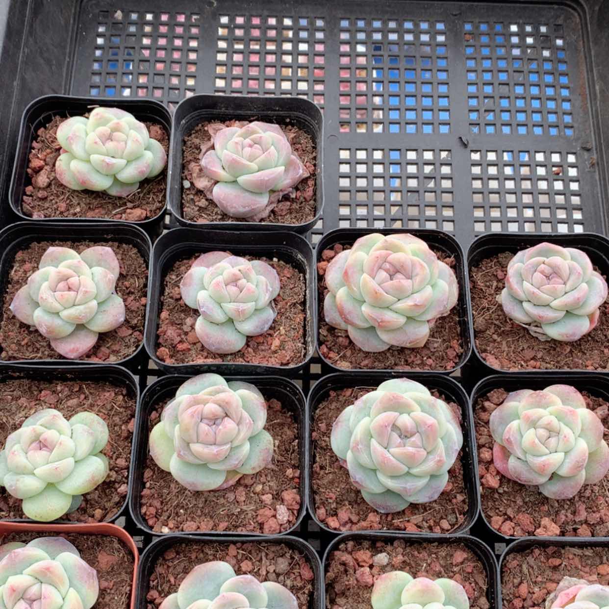 【闪购商品】白冰单头福利