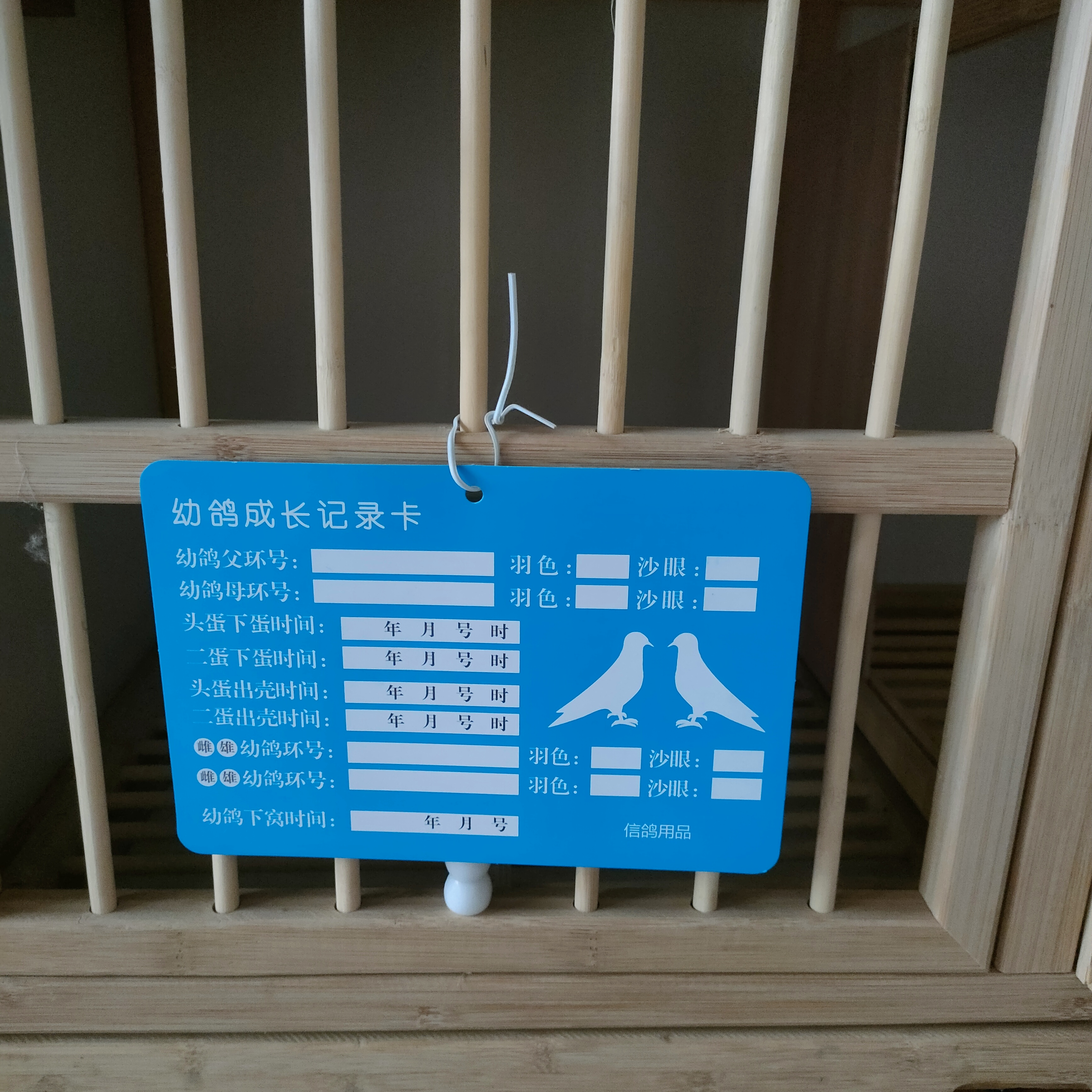 幼鸽成长记录卡！