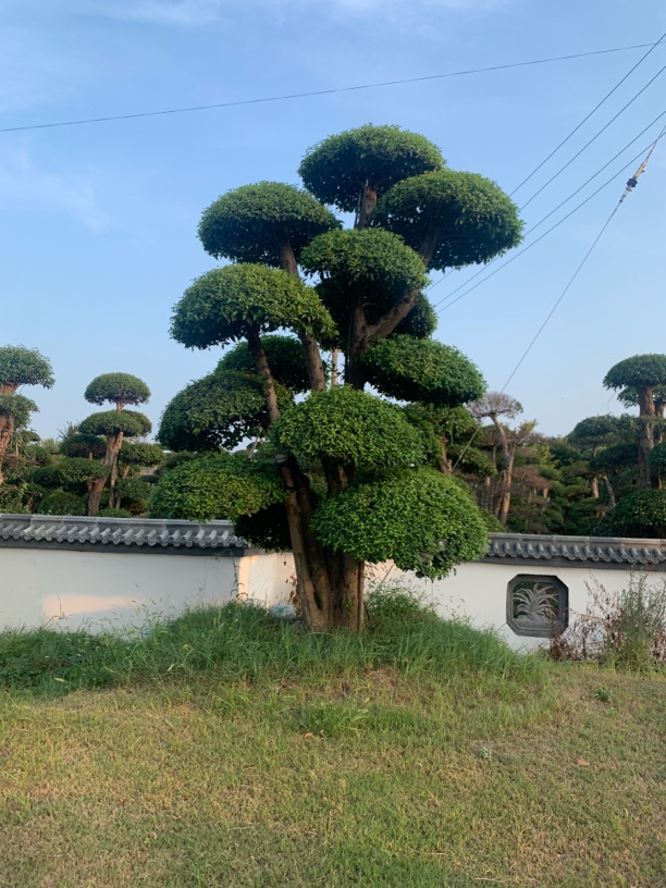 小叶黄杨罗汉松造型树庭院造型树小叶盆景地景造型树四季常青绿植