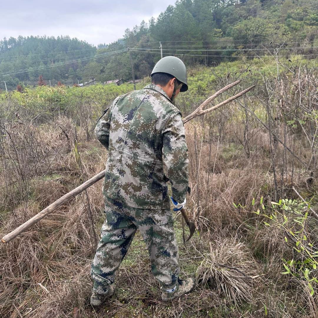 鸟食江西野生斗米虫活体云实蛀虫 斗米虫 虎刺狼虫 （2g-5g）