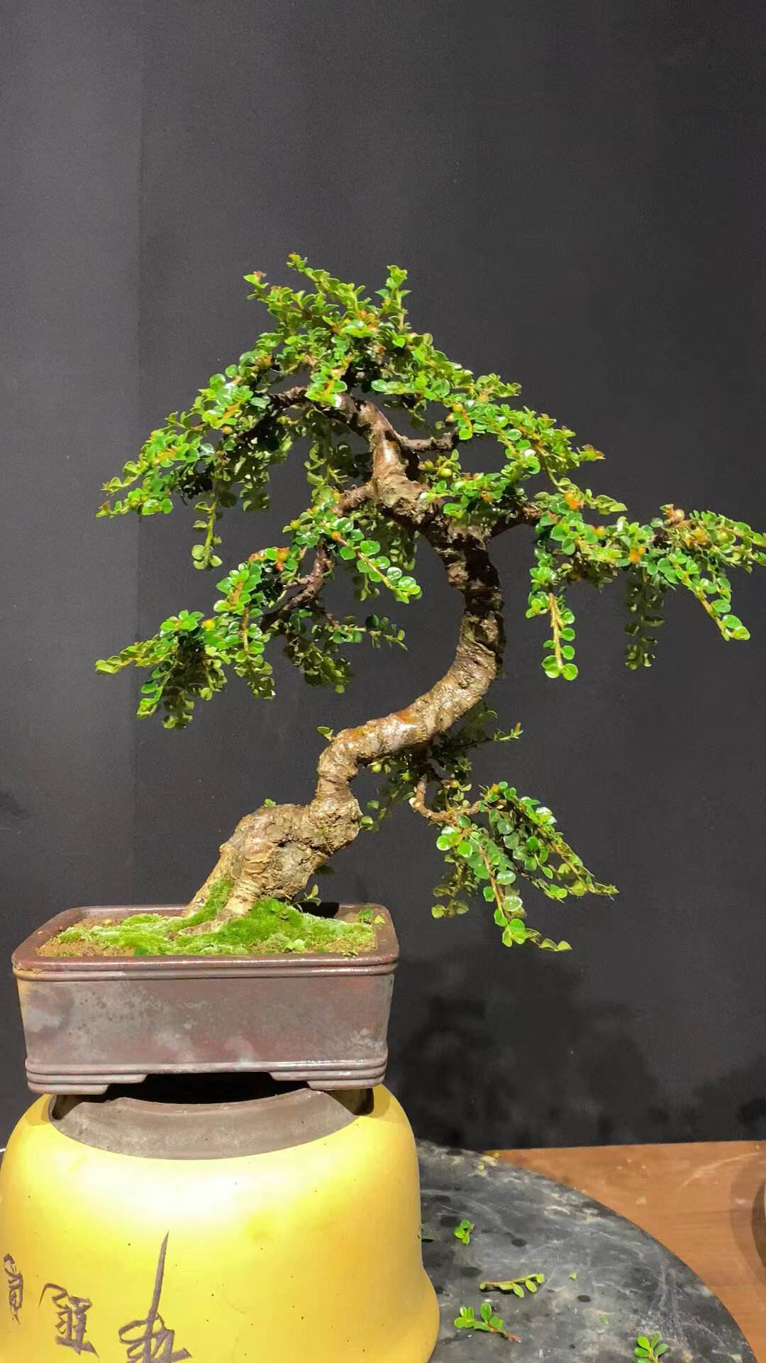 熟桩荀子盆景白花珍珠大果荀子盆景掌上盆景阳台盆景造型盆景