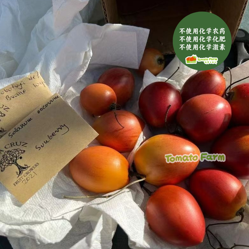 【南美引入 喜欢酸味】长在树上的番茄Solanumbetaceum西红柿料理