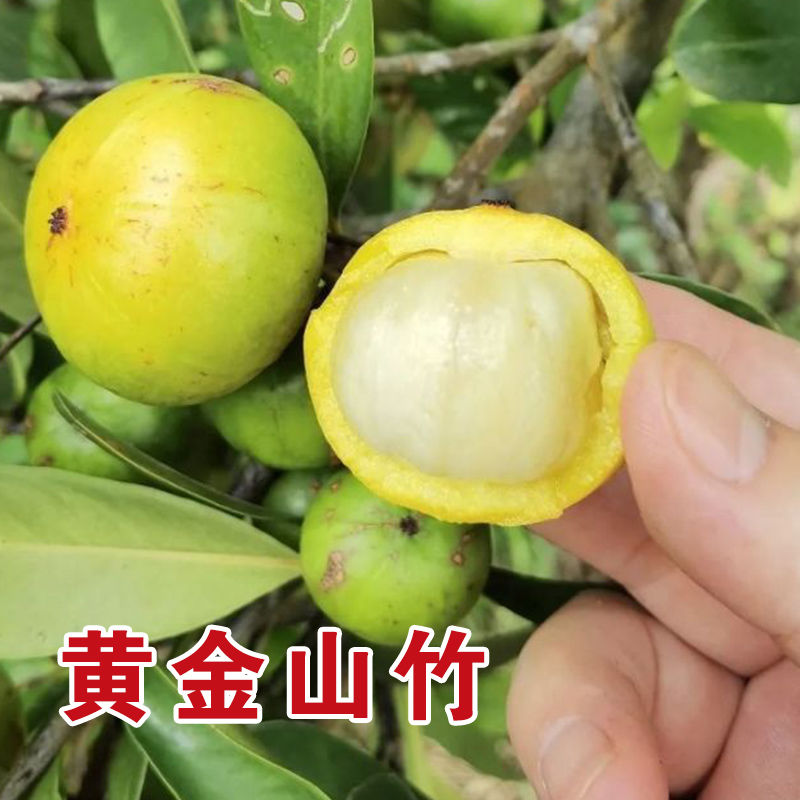 黄金山竹一物一拍链接